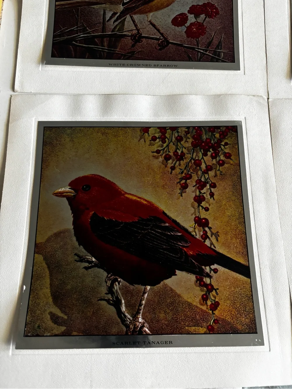 Tom Dolan classic bird