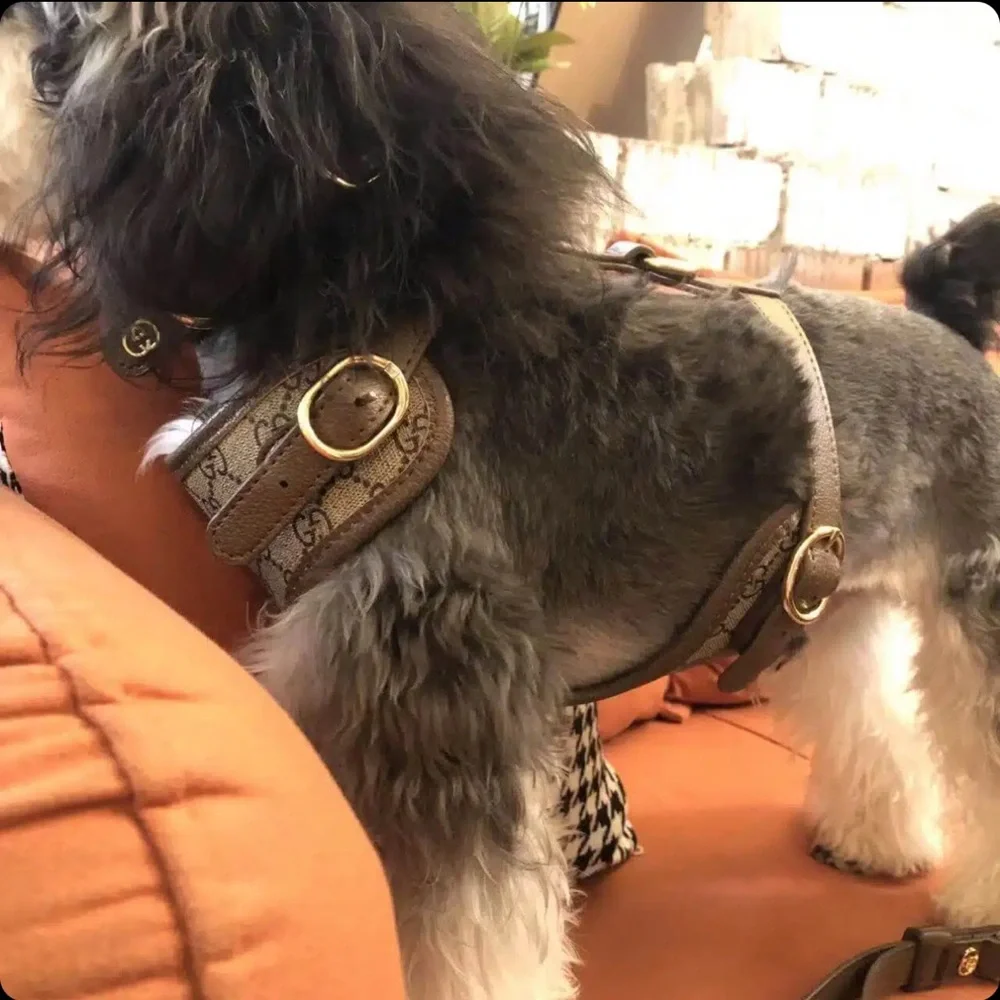 Gucci dog harness
